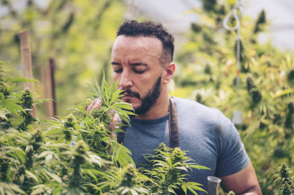 Grow Sativa Cannabis Strains In Germany